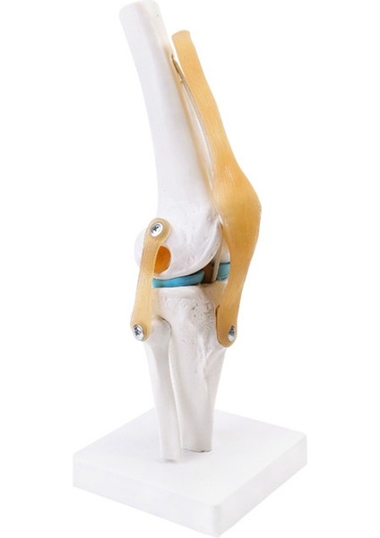 Bağlarla Anatomik Tıbbi Diz Eklemi Modeli, Yaşam Boyutu (Yurt Dışından)