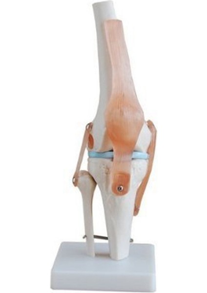 Diz Eklemi Simülasyon Modeli Anatomi Insan 1:1 Gerçek Boyut (Yurt Dışından)