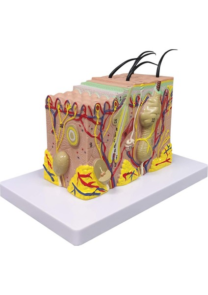 Cilt Modeli, 35X Büyütülmüş Anatomik Model Bilim Için Anatomi (Yurt Dışından)