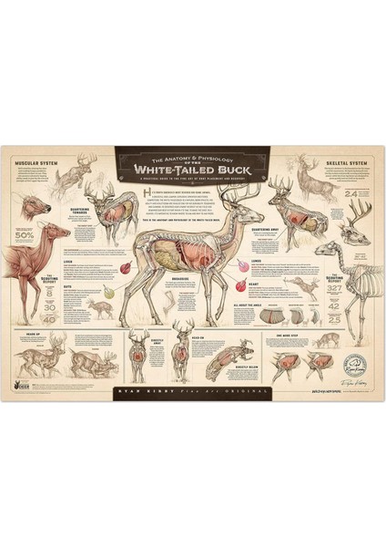 "beyaz Kuyruklu Geyiğin Büyümesi ve Olgunlaşması" Kağıt Baskı B (Yurt Dışından)