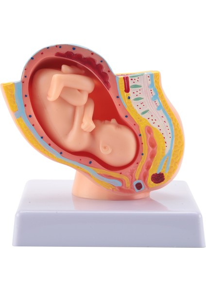 Insan Gebelik Fetal Gelişim 9. Ay Embriyonik Pelvik Modeli (Yurt Dışından)