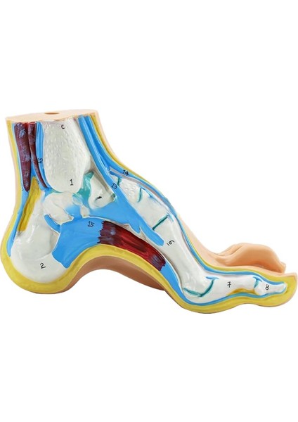 Ayak Anatomisi Modeli, Insan Anatomisi Ayak Modeli,() (Yurt Dışından)