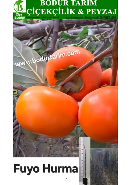 Bulancak 2 Yaşında Yarı Bodur Aşılı Tüplü Topraklı Fuyo Hurma Sert Yenilebilir Meyve Fidanı