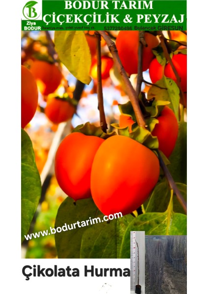 Bulancak 2 Yaşında Yarı Bodur Aşılı Tüplü Topraklı Çikolata Hurma Sert Yenilebilir Meyve Fidanı