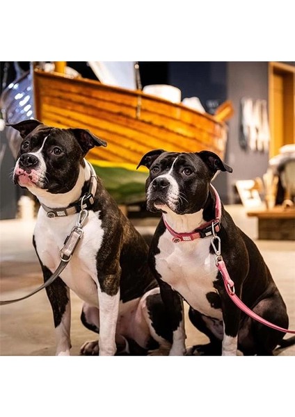 & Molly Urban Pets Matrix 2.0 Akıllı Künyeli Köpek Boyun Tasması – Güvenli ve Konforlu Tasma