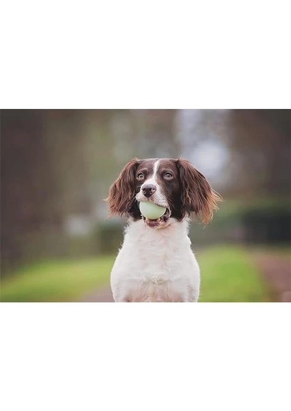 ! Fetch Medley (Gen 2) 3'lü Köpek Oyun Topu Seti (Küçük Boy) fiyatları