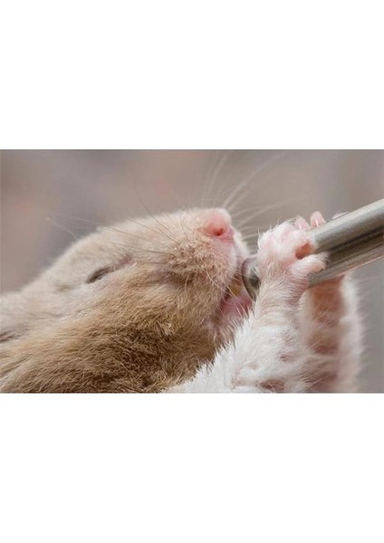 Pawise Hamster Suluğu 100 ml Small modelleri