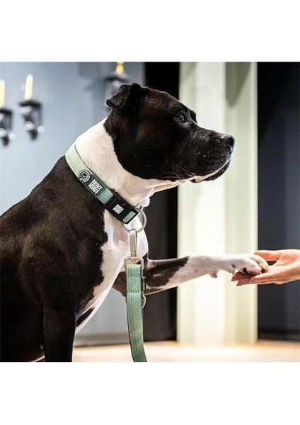 & Molly Urban Pets Matrix 2.0 Akıllı Künyeli Köpek Boyun Tasması – Güvenli ve Konforlu Tasma