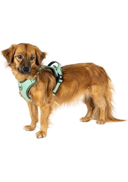 & Molly Urban Pets Matrix 2.0 Akıllı Künyeli Sport Köpek Göğüs Tasması – Üstün Kontrol ve Konfor