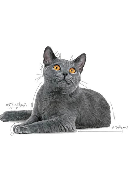 Oral Care Kedi Maması, 1,5 kg fiyatları