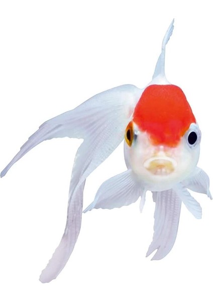 Goldy Color Spirulina 1000 ml fırsatları