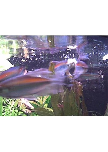 Fd Tubifex 100 ml (12GR)