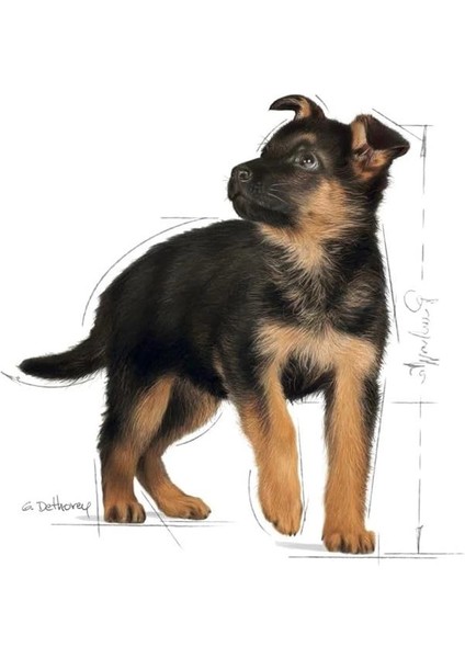 Maxi Puppy Köpek Maması, 15 kg indirimleri