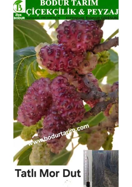 Bulancak 2 Yaşında Yarı Bodur Aşılı Tüplü Topraklı Tatlı Mor Dut Meyve Fidanı