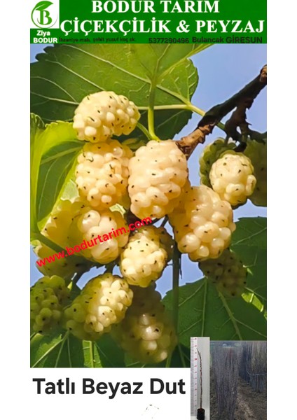 Bulancak 2 Yaşında Yarı Bodur Aşılı Tüplü Topraklı Tatlı Beyaz Dut Meyve Fidanı