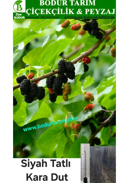 Bulancak 2 Yaşında Yarı Bodur Aşılı Tüplü Topraklı Tatlı Kara Dut Meyve Fidanı