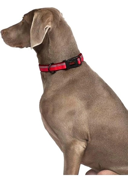 Halti Tasma, L Boy, Mor, En Iyi Konforlu Köpek Tasması, Yüksek Kaliteli Köpek modelleri