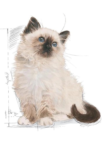 Kitten Kedi Maması, 2 kg fırsatları