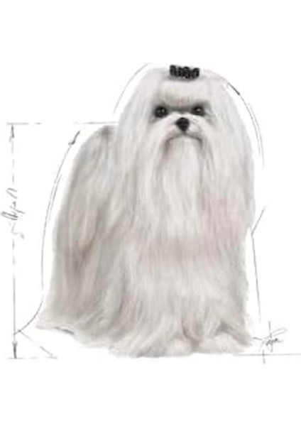 Maltese Kuru Köpek Maması, Yetişkin, 1.5 kg