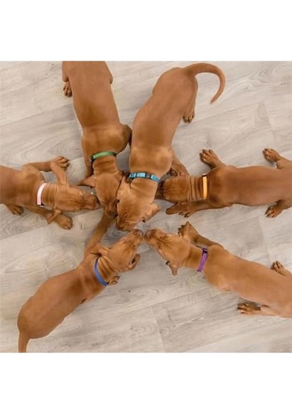 Yavru Köpek Tasması M-L 22-35CM / Çeşitli Renklerde 6 Adet modelleri