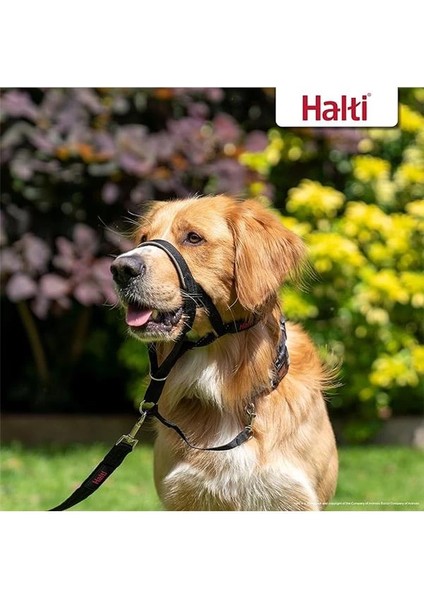 Haltı Baş Koşumu, Beden 3, Siyah - Köpeğinizin Tasma Çekmesini Önler, Kolay Ayarlanabilir, Hafif indirimleri