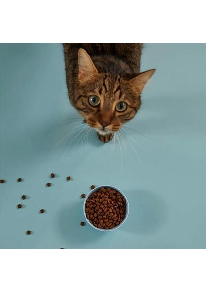 Doğal Besi Kuzu Etli Yetişkin Kedi Maması 2 kg indirimleri