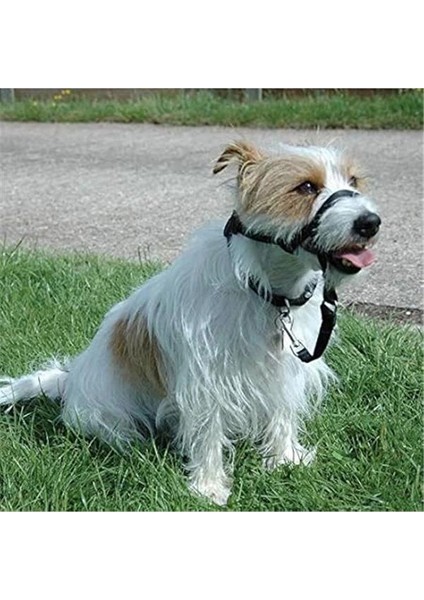 Company Of Animals Bağlantı, Tek Boy, Her Şeyle Uyumlu - Baş Tasması ve Optifit Baş Tasmasında