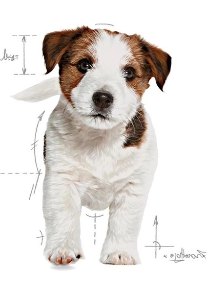 Mini Puppy Kuru Köpek Maması, Yavru Köpek, 4 kg modelleri