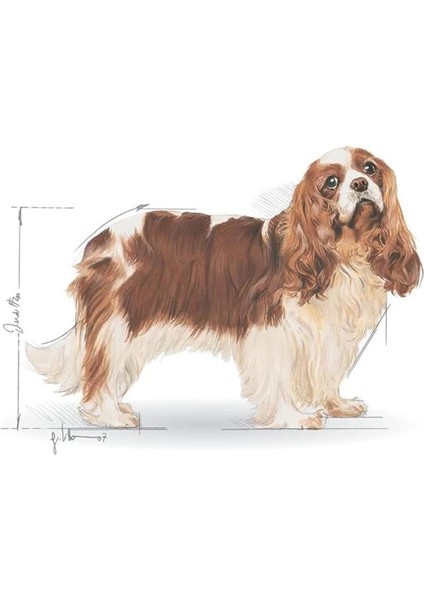 Cavalier King Charles Adult Köpek Maması 3 kg fiyatları