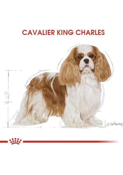 Cavalier King Charles Adult Köpek Maması 3 kg