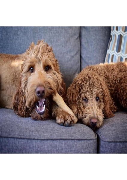 Kızılcık Ahşap Alternatif Köpek Çiğneme Oyuncağı, Küçük fiyatları