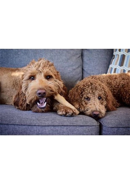 Kızılcık Ahşap Alternatif Köpek Çiğneme Oyuncağı, Küçük