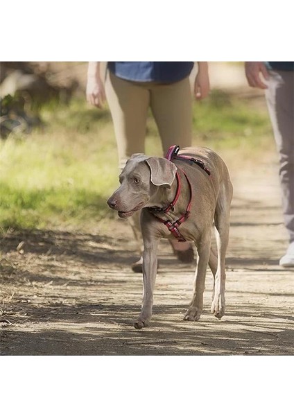 Halti Köpekler Için Yürüyüş Göğüs Tasması, L Boy, Mor fiyatları