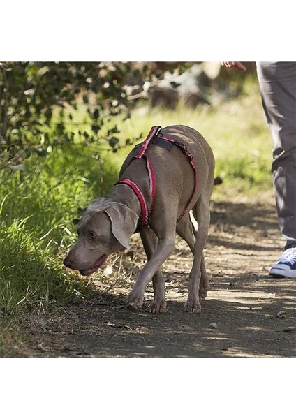 Halti Köpekler Için Yürüyüş Göğüs Tasması, L Boy, Mor modelleri