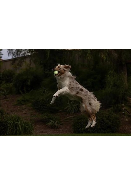 ! Max Glow Gece Parlayan Köpek Oyun Topu (Medium) modelleri