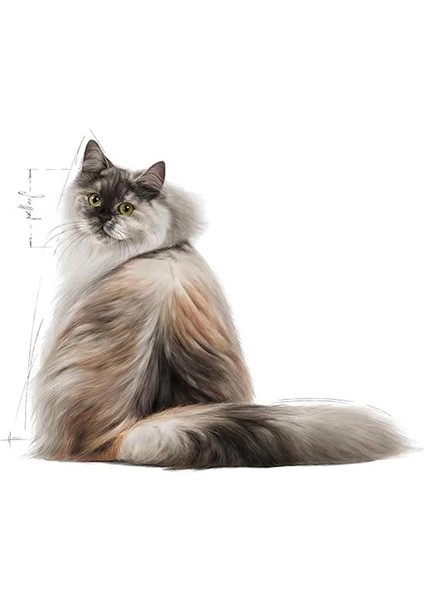 Hair & Skin Care Kedi Maması, 2 kg