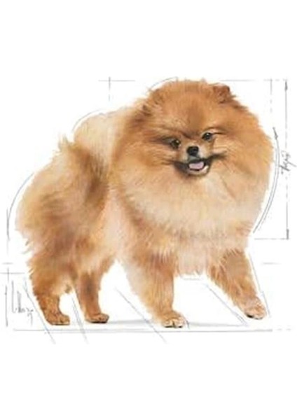 Pomeranian Yetişkin Köpek Irk Maması 3 kg Renkli indirimleri