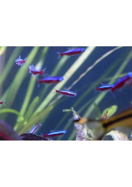 Stabilite Su Arıtma Stability Tank Stabilizasyon Sistemi 250 ml (Tekli Paket) indirimleri