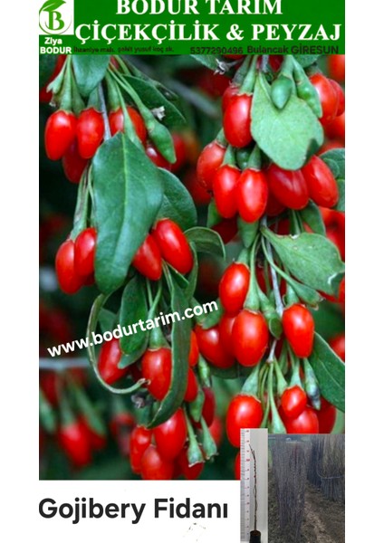 Bulancak Doku Kültürü Tam Bodur 2 Yaşında Tüplü Gojiberry Meyve Fidanı