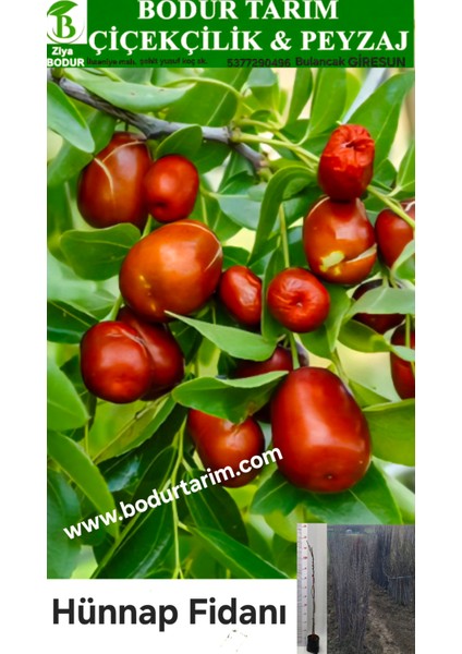 Bulancak 2 Yaşında Tam Bodur Doku Kültürü Tüplü Topraklı Hünnap Meyve Fidanı..