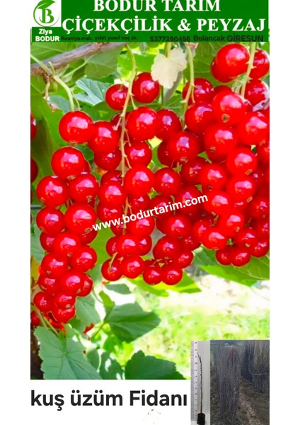 Bulancak 2 Yaşında Tam Bodur Doku Kültürü Tüplü Topraklı Freng Üzüm Meyve Fidanı