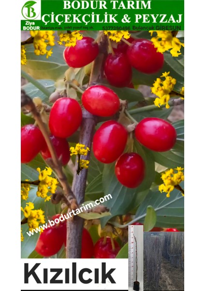 Bulancak 2 Yaşında Doku Kültürü Tam Bodur Kızılcık Tüplü Topraklı Meyve Fidanı