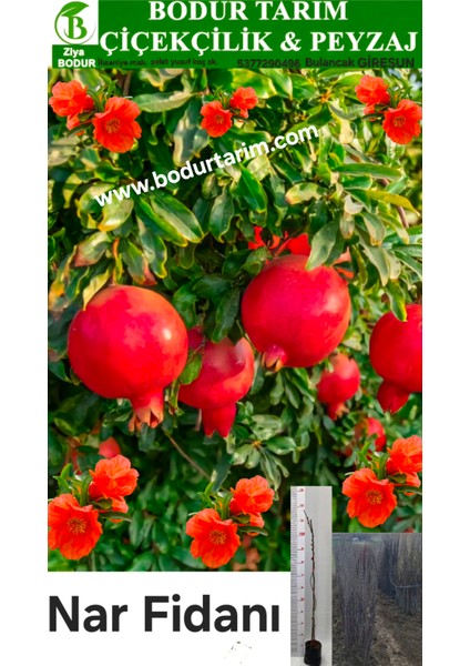 Bulancak 2 Yaşında Tam Bodur Doku Kültür Tüplü Topraklı Nar Meyve Fidanı