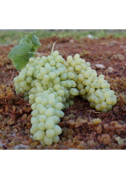 Sultaniye Kuru Üzüm 1 kg