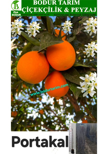 Bulancak 2 Yaşında Yarı Bodur Aşılı Tüplü Topraklı Washington Portakal Meyve Fidanı