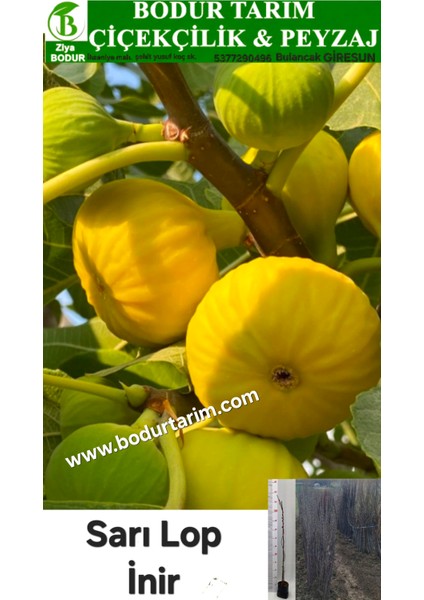 Bulancak 2 Yaşında Yarı Bodur Doku Kültür Tüplü Topraklı Sarı Zeybek Lop Incir Meyve Fidanı