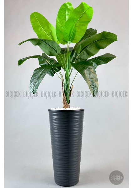 Muz Ağacı Tek Gövde 125-150 cm