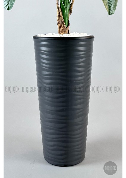 Muz Ağacı Tek Gövde 125-150 cm fiyatları