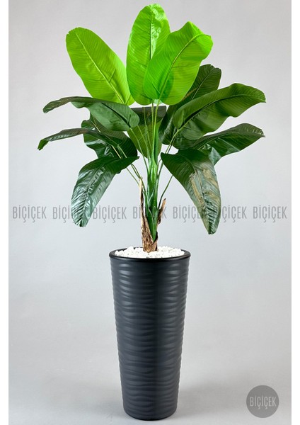 Muz Ağacı Tek Gövde 125-150 cm modelleri