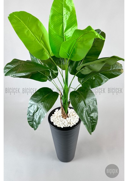 Muz Ağacı Tek Gövde 125-150 cm indirimleri